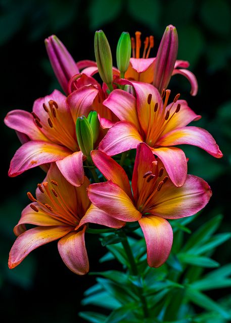 Tree Lily, Lily Care, Lilly Flower, Beautiful Flowers Photography, Exotic Flowers, Lily Flower, Flowers Nature, Beautiful Blooms, Flower Pictures