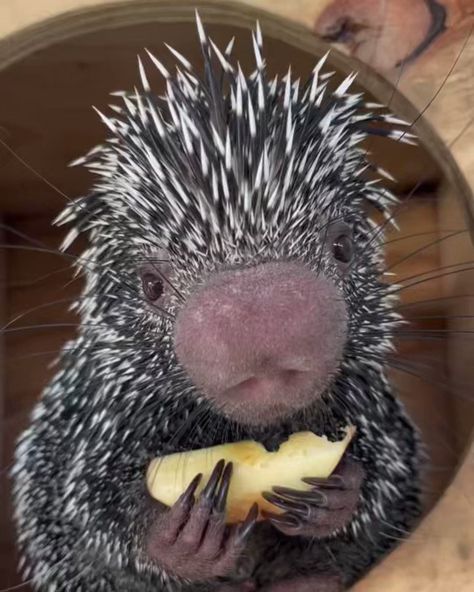 Baby Porcupine, Funny Animal Images, Cutee Animals, Adorable Pictures, A Punk, Punk Rocker, Cat Memorial, Animal Videos, Cute Animal Photos