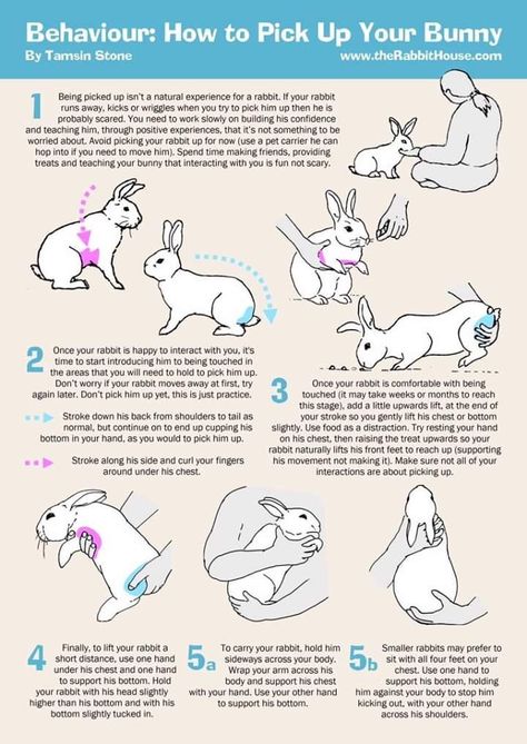 Baby Rabbits Cute, Snowball Bunny, Wallpaper Rabbit, How To Bun, Diy Bunny Cage, Rabbit Aesthetic, Diy Bunny Toys, Bunny Care Tips, Rabbit Rescue