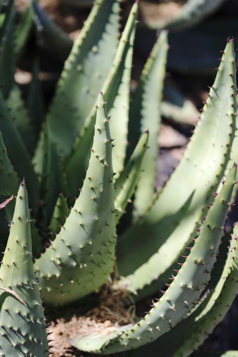 Aloe in Phoenix #kahlerphoto #photography 127631 | kahler photo, photography, aloe vera, plants, plant life, spiky, arizona Spiky Plants, Arizona Plants, Ceramics Projects, Plant Life, Photo Photography, Game Art, Aloe Vera, Phoenix, Arizona