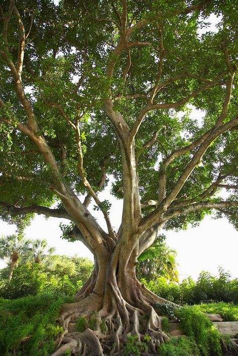 Ficus religiosa Sacred Fig Bodhi Tree Pippala Peepul Ficus Religiosa, Boom Kunst, Weird Trees, Bonsai Tree Types, Bodhi Tree, Banyan Tree, Tree Photography, Unique Trees, Tree Roots