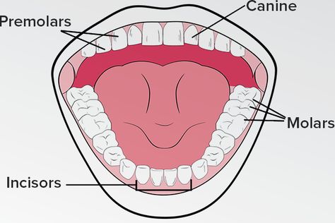 [Total: 1    Average: 5/5] You've already voted this article with 5.0 The Four Types of Teeth and How They Function There are four different types of teeth. They are incisors, canines, premolars, and molars. Incisors: They are also called biting teeth. They are flat, blade-like teeth. The incisors are the front teeth and are … Plant Cell Drawing, Types Of Teeth, Teeth Diagram, Function Diagram, Dental Assistant School, Dental Assistant Study, Teeth Drawing, Narrative Writing Prompts, Sistem Pencernaan