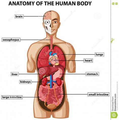 Diagram Of All Organs In The Body Human Body Name, Human Diagram, Organ Diagram, Human Organ Diagram, Human Body Organs Anatomy, Body Organs Diagram, Body Anatomy Organs, Human Anatomy Picture, Human Body Diagram