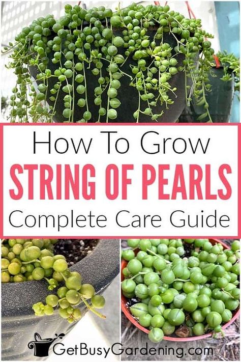 Flower Tips, String Of Pearls Plant, Houseplant Care, Plant Care Houseplant, Succulent Garden Diy, Money Plant, Pepper Steak, Inside Plants, Growing Plants Indoors