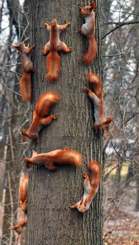 Rush hour on Oak Street! Regnul Animal, Cele Mai Drăguțe Animale, Nosara, Animale Rare, Red Squirrel, Haiwan Peliharaan, Sweet Animals, Animal Planet, Squirrels