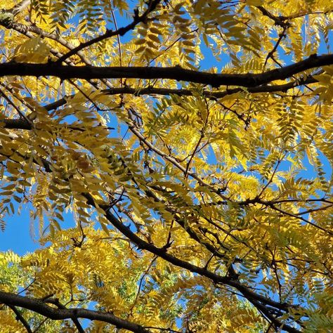 Yellow leaves in fall, October, good autumn weather Yellow Autumn Wallpaper, Yellow Forest Aesthetic, Yellow Fall Trees, Yellow City Lights, Yellow Autumn Leaves, Sunny Autumn, Aesthetic Autumn, Yellow Leaves, Yellow