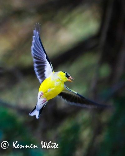 Goldfinch Tattoo, Goldfinch Art, European Goldfinch Tattoo, Ontario Winter, Goldfinch Flying, The Goldfinch Painting, Goldfinch Photography, Art Sources, Goldfinch Bird