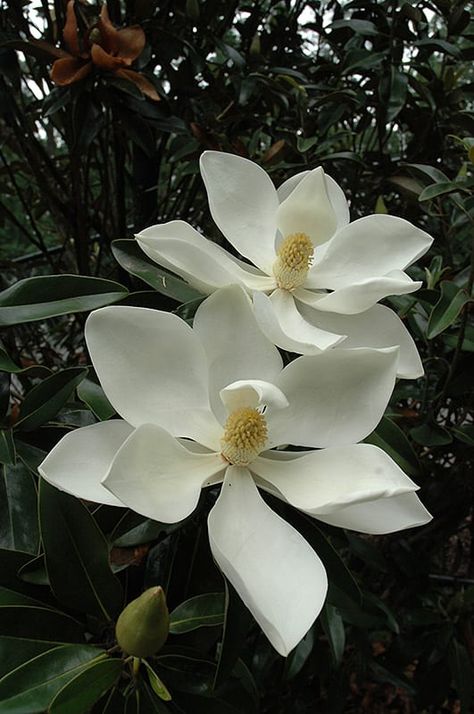 Southern Magnolia Tree, Magnolia Grandiflora, Southern Magnolia, Magnolia Tree, Magnolia Trees, Tree Free, Magnolia Flower, Fragrant Flowers, Landscaping Plants