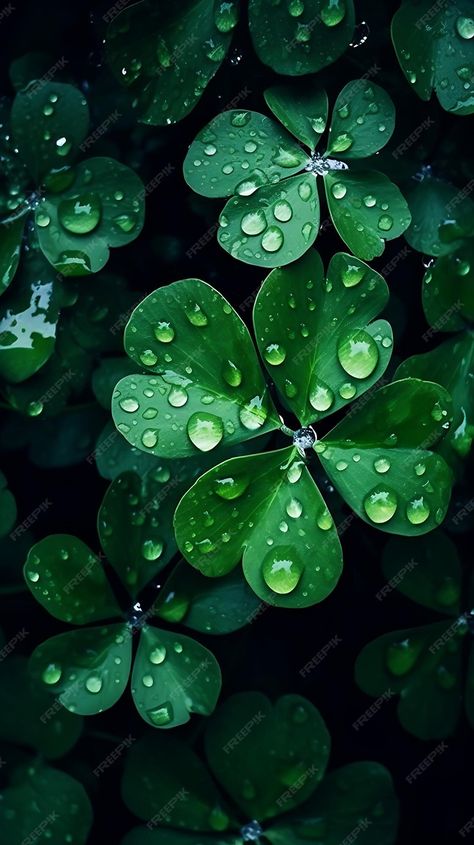 Premium Photo | Green clover leaf with water drops for a natural background happy st patrick's day Green Nature Wallpaper, St Patricks Day Wallpaper, Light Purple Wallpaper, Dark Green Wallpaper, Eagle Wallpaper, Old Paper Background, Iphone Wallpaper Stills, Rain Wallpapers, Easter Wallpaper