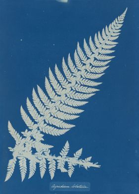 Anna Atkins | MoMA Anna Atkins, The Museum Of Modern Art, Friendly Letter, National Photography, White Prints, Gcse Art, Film Stills, Museum Of Modern Art, Art Google