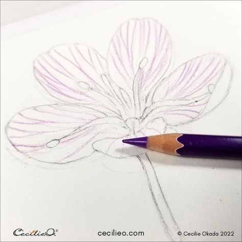 Watercolor Pencil Tutorial: A Fresh, Beautiful Flower Watercolor Pencil Flowers, Pencil Over Watercolor, Watercolor Lily Tutorial, Watercolor Pencils Techniques Flowers, Pencil Crayon Flowers, Wet On Wet Watercolor Flowers, Watercolor Pencils Techniques, Watercolor Pencil Art, White Gouache