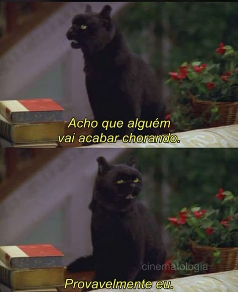 Salem Cat, Quotes About Everything, Book Memes, Copic, Series Movies, Movie Quotes, Memes Quotes, Black Cat, Funny Memes