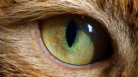 green cat eye Green Cat Eyes, Green Cat Eye, Warrior Cats, Green Eyes, Cute Cats, Kitty, Animals