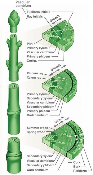 Plant Stems and Their Structure Studying Ideas, Teaching Plants, Biology Experiments, Biology Plants, Greek Meaning, Plant Physiology, Plant Structure, Study Biology, Biology Facts