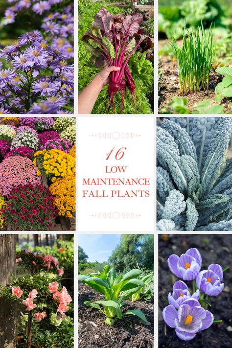 low maintenance fall plants Florida Fall Garden, Plants For Fall And Winter, Seeds To Plant In Fall Zone 5, What To Plant In The Fall In The South, Flower Seeds To Plant In Fall, Plants For Fall, Caring For Mums, Autumn Sage, Fall Gardening