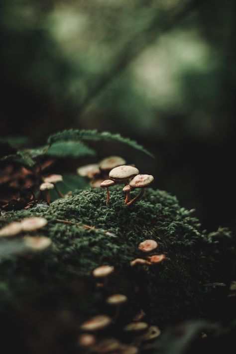 Plant, blossom, dahlia and flower | HD photo by Yousef Espanioly (@yespanioly) on Unsplash Wren Core, Alissa Core, Green Academia, Dark Naturalism, L Wallpaper, Moss Covered, Dark Green Aesthetic, Slytherin Aesthetic, Dark Cottagecore