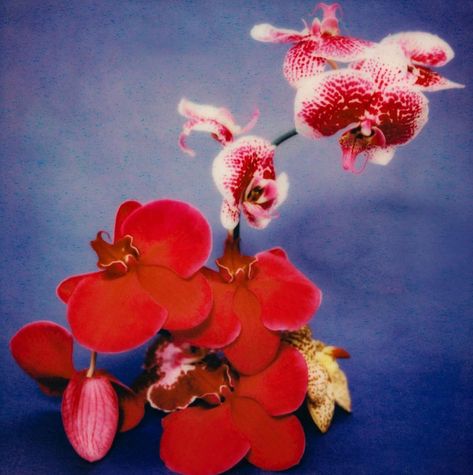 #ikebana_hua Orchid Photography, Brick Projects, Red Orchids, Nothing But Flowers, Art Corner, Language Of Flowers, Anime Wall Art, Blue Hydrangea, January 1