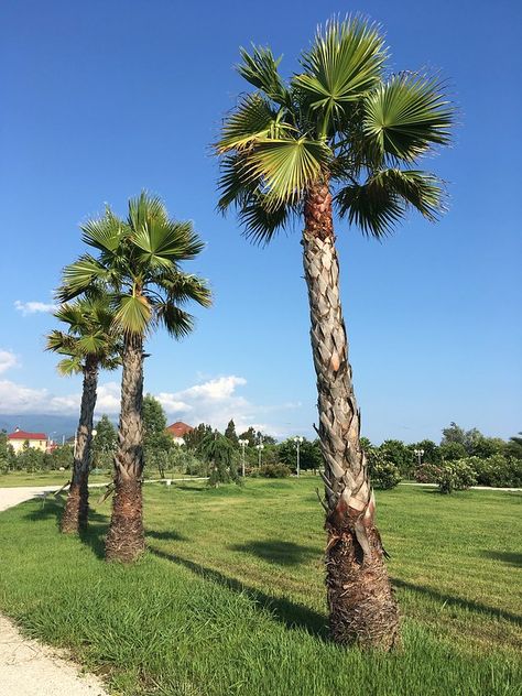 Washingtonia Robusta Palm Trees (Mexican Fan Palm) | Flickr Texas Palm Trees, Mexican Palm Tree, Washingtonia Palm Landscape, Mexican Fan Palm Trees, Royal Palm Tree, Mexican Fan Palm, Palm Tree Varieties, Fan Palm, Landscape Architecture Design