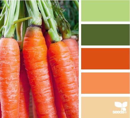 carrot hues Design Seeds Color Palette, Orange Room, Carrot Colour, Organic Cooking, Seeds Color, Color Palate, Design Seeds, Kitchen Color, Color Crush