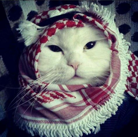 Arab Anime Pfp, Muslim Cat Pfp, Muslim Cat, Arab Pfp, Arab Hat, Profile Cute, Cat Dressed Up, Cat Profile, Wallpaper Instagram