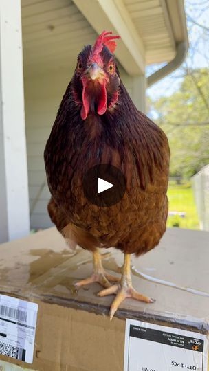 30K views · 2.2K reactions | Realities of Chicken Keeping: Water Belly Edition | Realities of keeping chickens: Water Belly Edition 😓 Walked into the coop and found my hen, Red, struggling to breathe with a dark comb (means they... | By Gulf Coast Cluckers | Hey, y'all. Let's do a little
realities of chickenkeeping video real quick. So, you may
see those adorable baby chicks at Tractor Supply or your local
feed store and you're like, you know, how hard can chickens be?
They can be pretty dang hard. Number one, like I should be
working. It is 115. I have some content I need to go film but
you know what I'm doing? I walked out here and my girl Red
right here, my big chicken She was a rescue chicken that I
found wandering a neighborhood like four years ago now. Well,
she was laying in the co Big Chicken, Biggest Chicken, Feed Store, Chicken Keeping, Keeping Chickens, Canned Chicken, Real Quick, Tractor Supply, Baby Chicks