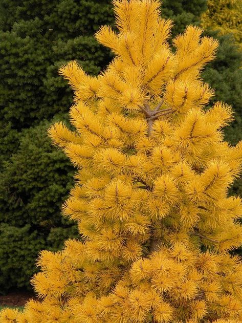 Pinus contorta ‘Chief Joseph’ is a selection of Lodgepole pine from northeast Oregon that is undeniably the most electrically colored conifer ever. Backyard Hill Landscaping, Fruit Trees Backyard, Potstickers Recipe, Lodgepole Pine, Pacific Northwest Garden, Tropical Backyard Landscaping, Small Trees For Garden, Conifers Garden, Landscaping On A Hill