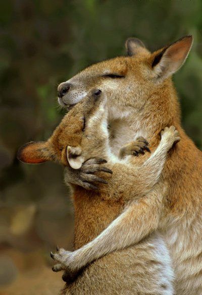 Melbourne, Australia. Wander the paths of the Healesville Wildlife Sanctuary, one of the best wildlife parks ‘Down Under', to see wallabies up close. Airbrush Art, 웃긴 사진, Australian Animals, Appaloosa, Quarter Horse, Animal Tattoos, Sweet Animals, Animal Planet, Animal Photo