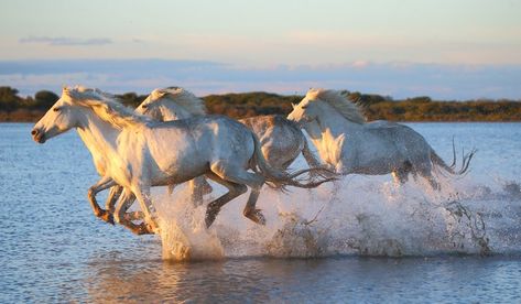 Bus Painting, Camargue Horse, Wild Horses Running, Horse Water, Photo Water, Horse Running, Horses Running, Magical Horses, Multi Sensory