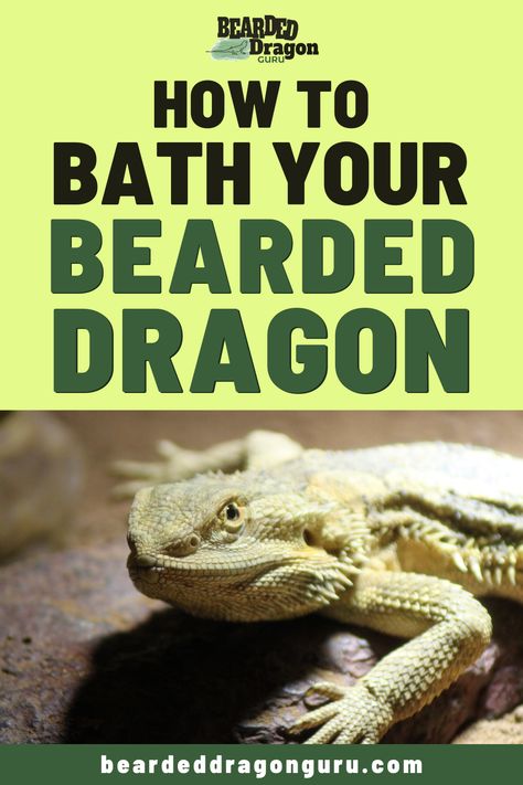 Bearded Dragon Care Sheet, Diy Bearded Dragon Enclosure, Bearded Dragon Vivarium, Bearded Dragon Terrarium Ideas, Bearded Dragon Tattoo, Bearded Dragon Diy, Bearded Dragon Terrarium, Bearded Dragon Enclosure, Bearded Dragon Funny