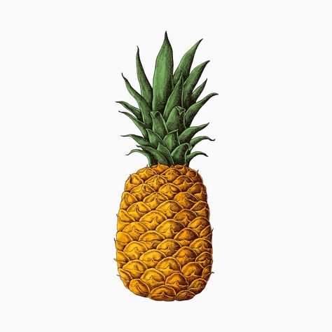 Pineapple Vintage, Pineapple Drawing, Pineapple Illustration, Vintage Tropical, Drawing Vector, Fruit Illustration, Hand Draw, Tropical Fruits, Graphic Elements