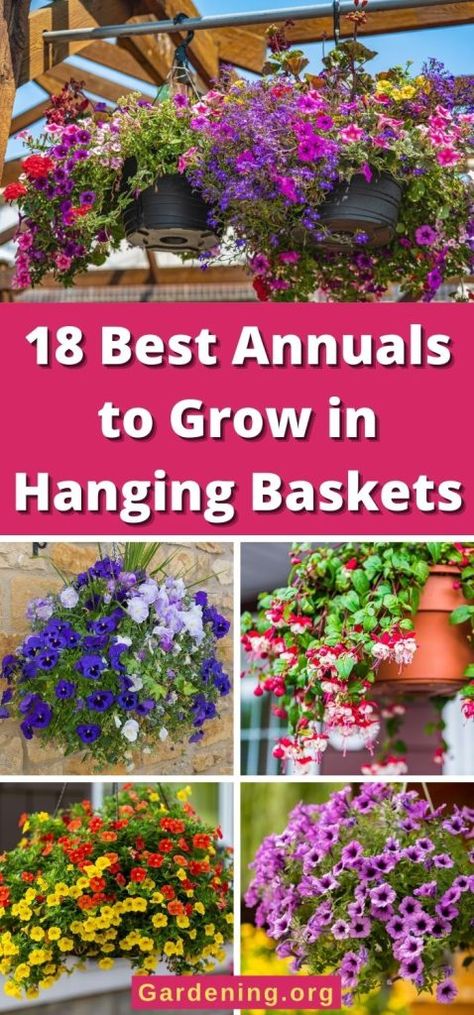 Hanging Flower Basket Ideas, Best Plants For Hanging Baskets Outdoor, Full Sun Hanging Baskets, Hanging Baskets Porch, Hanging Basket Ideas, Rooting Plants, Hanging Baskets Diy, Marigolds In Garden, Corner Landscaping