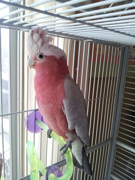 Rose Breasted Cockatoo...magnificent plumage. ..sweet friendly chatty birds. Rose Breasted Cockatoo, Parrot Pictures, Galah Cockatoo, Pink Cockatoo, Australian Fauna, Parrot Pet, Parrots Art, Australian Wildlife, Parakeets