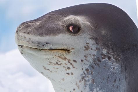 National Geographic Expeditions, Seal Face, Leopard Seal, National Geographic Photographers, Spirit Bear, Elephant Seal, Apex Predator, Marine Mammals, Silly Animals