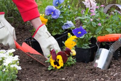 When Should You Plant Pansies Outdoors - What Is The Best Time To Plant Pansies When To Plant, Pansies Flowers, Growing Plants, Garden And Yard, Pansies, Plant Care, Planting, Outdoor Power Equipment, Perennials