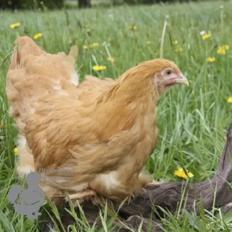 Cochin Chickens for Sale | Buy Buff Cochin Hens Online, Delivered | UK Buff Chantecler Chicken, Buff Cochin Chickens, Chantecler Chickens, Cochin Chickens, Splash Australorp Chickens, Chickens For Sale, Buff Laced Polish Chickens, Bantam Chickens, Brown Eggs