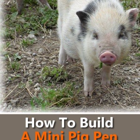 Homemade Pig Feed Recipe Diy Pig Feeder, Keeping Pigs, Diy Rain Barrel, Weather Questions, Pig Feeder, Pig Waterer, Pig Feed, Barrel Projects, Pig Pen