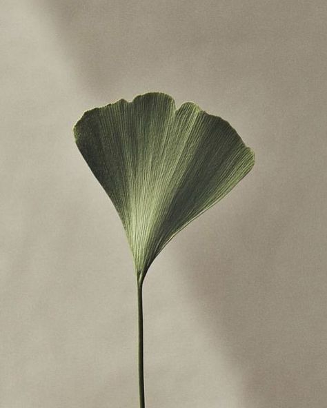 Emerald Tranquility Bathed in the soft glow of diffused light, this single ginkgo leaf shimmers with an almost translucent quality. Photographer Richard Stapleton captures the essence of green in this image, a colour that evokes feelings of peace, harmony and our inherent connection to the natural world. #tranquilspaces #ginkoleaf #peaceinnature #petites #petitefashionista #petitefashionblogger #sustainablestylist #ecofriendlyclothing #responsiblefashion #thepetitecartel Exponential Growth, Ginkgo Leaf, Marketing Business, Diffused Light, Green Plants, Clue, Personal Growth, Emerald, Green