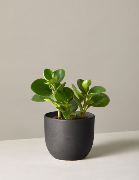 Peperomia Obtusifolia, Plant Signs, Tanaman Pot, Plant Care Houseplant, Rubber Plant, Easy Care Plants, Low Light Plants, Spring Plants, Plant Photography