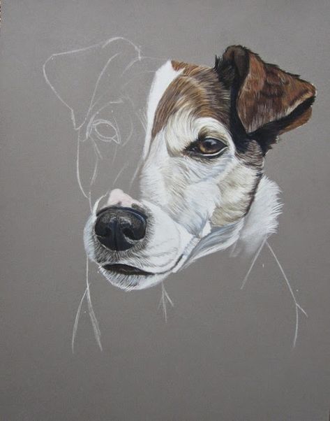 Le blog animalier : Portraits d'animaux Crayons Pastel, Dog Portraits Art, Jack Russell Dogs, Pastel Sec, Watercolor Pet Portraits, Painting Subjects, Jack Russel, Beginner Painting, Color Pencil Art