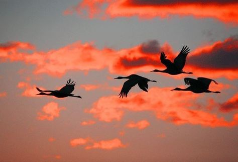 Birds Flying Painting, Wild Photography, Landscape Photography Nature, Amazing Art Painting, Ethereal Art, Bird Photo, Watercolor Bird, Birds Flying, Bird Photography