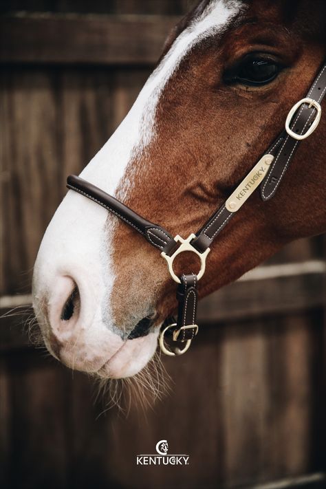 Equestrian Life, Engraved Logo, Artificial Leather, Horse Riding, Real Leather, Kentucky, Pet Friendly, Equestrian, Horses