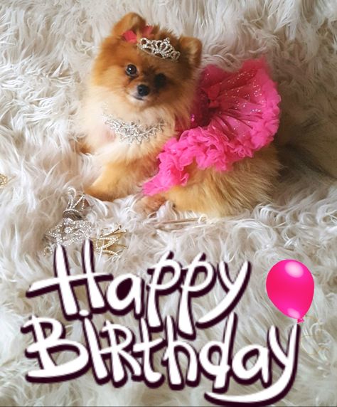 Happy Birthday Pomeranian! Friend Wuotes, Happy Bday Pics, Pomeranian Birthday, Dog Birthday Wishes, Dog Birthday Pictures, Happy Birthday Puppy, Birthday Dogs, High Quality Background, Bday Pics