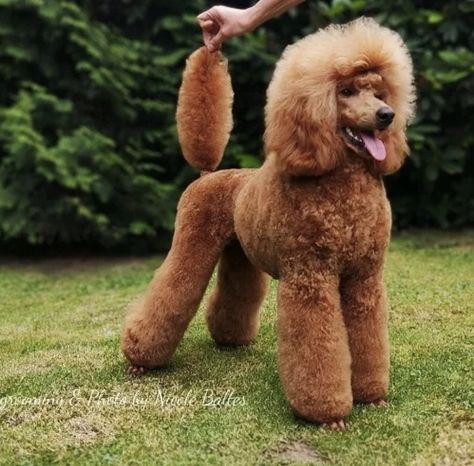 Standard Poodle Mullet, Standard Poodle Haircut Styles, Red Standard Poodle, Poodle Teddy Bear Cut, Standard Poodle Cuts, Poodle Haircut Styles, Standard Poodle Haircuts, Red Miniature Poodle, Brown Poodle Standard