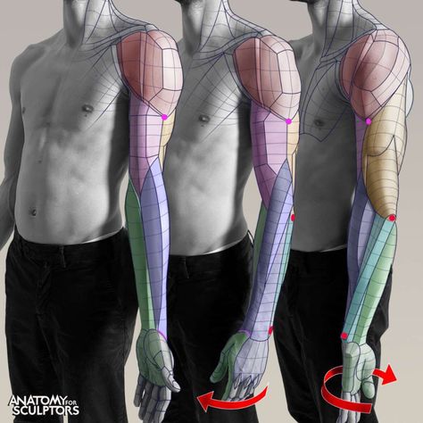 ArtStation - Supination, semipronation, and forced pronation of the arm, Anatomy For Sculptors Deltoid Muscle, Anatomy For Sculptors, Arm Anatomy, 남성 근육, Arm Drawing, Anatomy Practice, Anatomy Sculpture, Výtvarné Reference, Human Body Anatomy