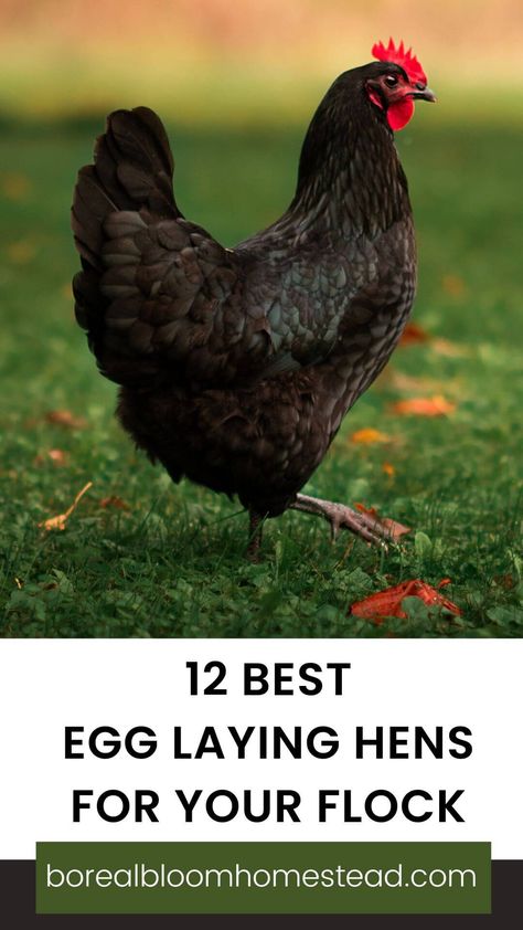 12 Best Egg Laying Chickens For Your Flock | Ready to add some egg-citing new members to your backyard flock? Discover the best high-production hens for your needs with our guide! From hybrid and heritage breeds to dual-purpose chickens, we'll help you pick the perfect fit for your lifestyle. Join the movement towards self-sufficiency and sustainability with your own fantastic flock of chickens! | borealbloomhomestead.com Laying Hens Breeds, Best Laying Hens, Barred Plymouth Rock Chickens, Chicken Breeds For Eggs, Rhode Island Red Chickens, Heritage Chicken Breeds, High Fence, Egg Laying Hens, Leghorn Chickens