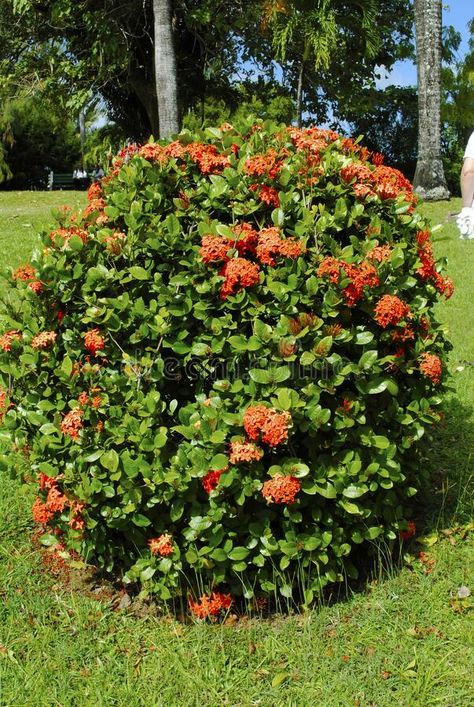 Ixora Plant Landscaping, Ixora Plant, Ornamental Shrubs, Texas Plants, Florida Landscaping, Flowering Tree, Rose Trees, Topiaries, Flower Bed