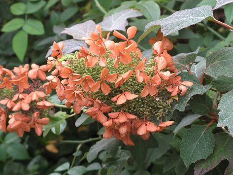 Outdoor Flowering Plants, Native Plant Landscape, Mexican Feather Grass, Pruning Hydrangeas, Coral Bells Heuchera, Pink Grass, Raised Bed Garden Design, Eastern Redbud, Hydrangea Quercifolia