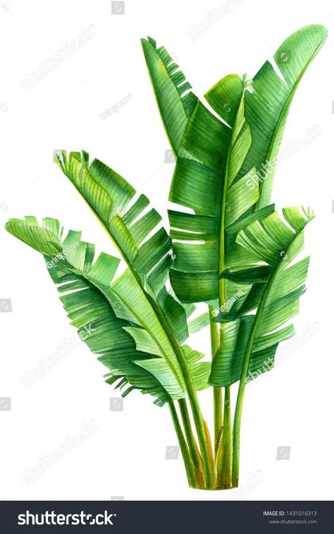 Banana Leaf Art, Woman Flower, Banana Palm, Banana Plants, Painting For Living Room, Paint Wall, Wall Decor Decals, Leaf Drawing, Plant Painting