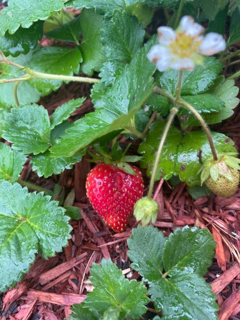 This years first strawberry, so sweet and delicious to eat right off the vine. Strawberry On Vine, Strawberry Vines, Home Grown, Eat Right, So Sweet, To Do List, Strawberries, Vines, Juice