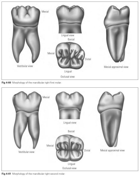 Mandibular molars - Dental Technology: How-To, Tips Dental Anatomy Drawing, Tooth Morphology, Dental Assistant Study Guide, Human Skull Anatomy, Teeth Anatomy, Dental Assistant Study, Dentist Art, Medical Drawings, Dentistry Student